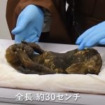 Mumi putri Duyung tersebut memiliki panjang sekitar 3o sentimeter yang ditemukan di Kuil Tua Enjuin di wilayah Asakuchi  Jepang.