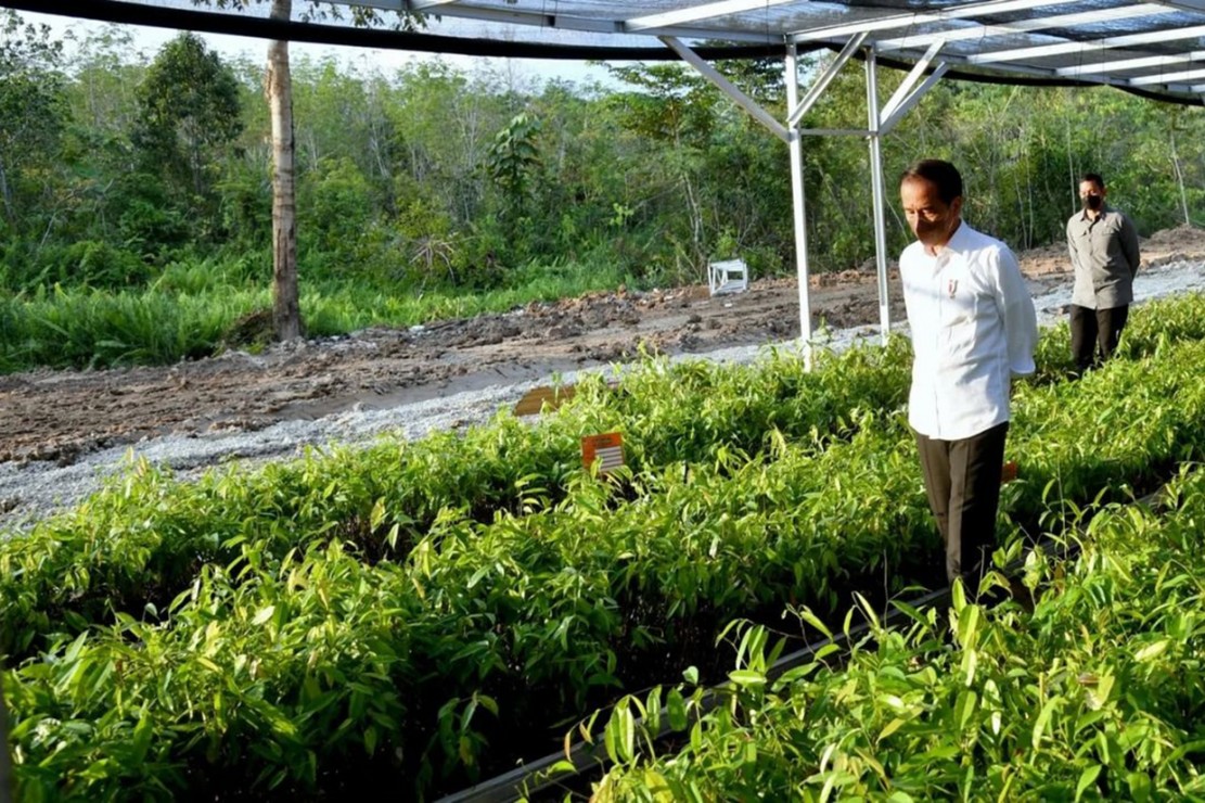 Pembangunan IKN Diawali Rehabilitasi Hutan, Tegas Jokowi