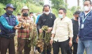 Produksi Kentang Asal Kabupaten Bandung Mencapai 50.000 Ton per Tahun