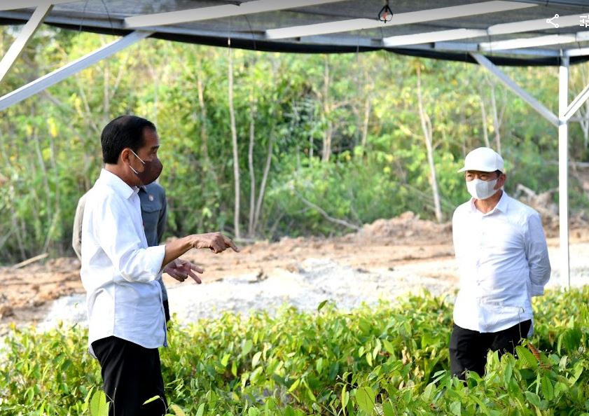 Jokowi Tegaskan Rehabilitasi Mengawali Pembangunan IKN