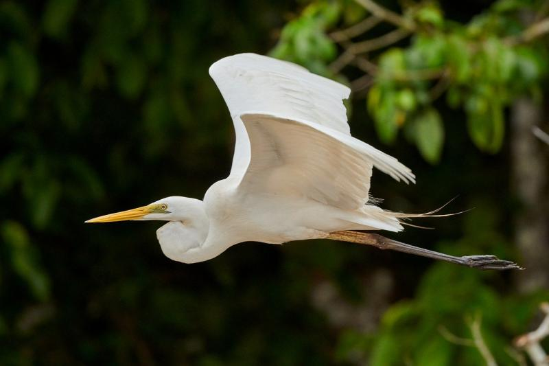 Burung Kuntul Adalah