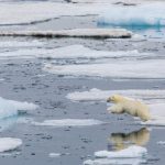 Sampah Plastik Sudah Tiba di Samudera Arktik, Menurut Penelitian.
