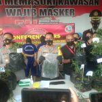 Satuan Reserse Narkoba Polres Cimahi berhasil mengamankan sebanyak 37 batang pohon ganja yang ditanam di polybag di Desa Jayagiri, Kecamatan Lembang Kabupaten Bandung Barat