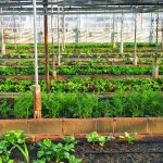 Agrikultur Mempunyai Peran Besar dalam Mengatasi Perubahan Iklim