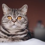 Kucing Bisa Mendeteksi Keberadaan Makhluk Halus, Begini Tandanya