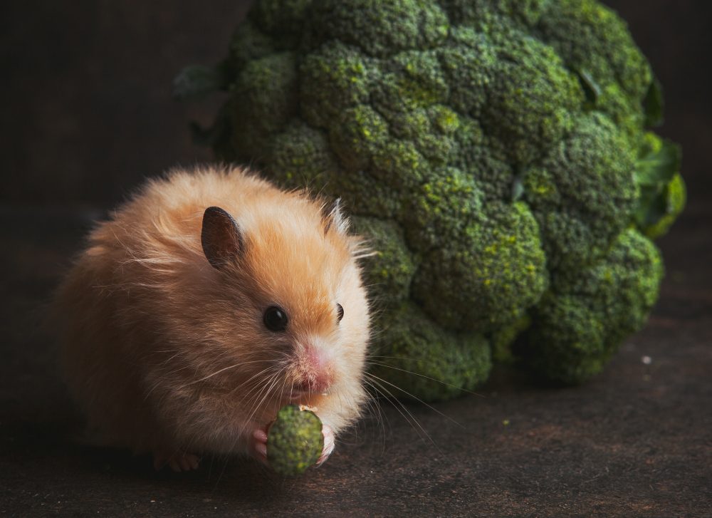 Ilustrasi cara merawat hamster (freepik)