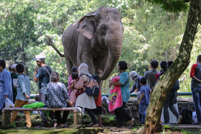 Taman Margasatwa Ragunan dipadati pengunjung pada libur Lebaran 2022. (Hendra Eka/Jawa Pos)