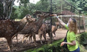 Sebanyak 41.300 Wisatawan Kunjungi Kebun Binatang Bandung Selama Libur Lebaran