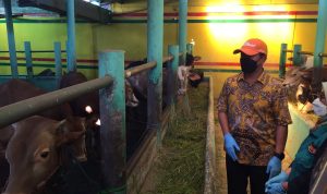 Kasus PMK di Kota Bandung Bertambah, Dispangtan Lakukan Pemantauan Rutin