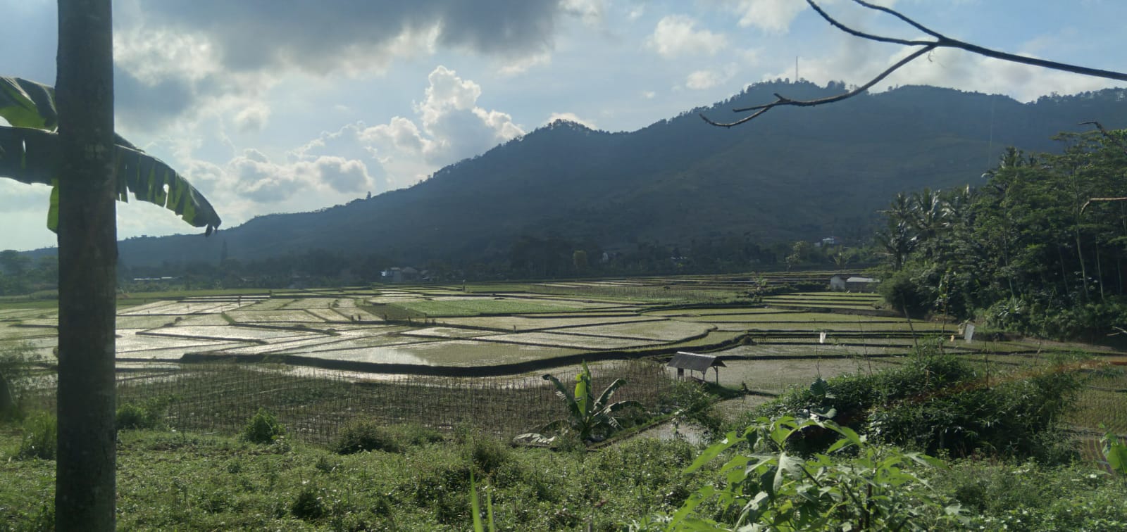 Ilustrasi teritorial kerajaan: Area pesawahan di Desa Nagreg Kendan, Kecamatan Nagreg, Kabupaten Bandung. (Yanuar/Jabar Ekspres)