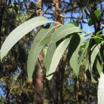 Daun Eucalyptus yang mengeluarkan wangi segar. (pixabay)