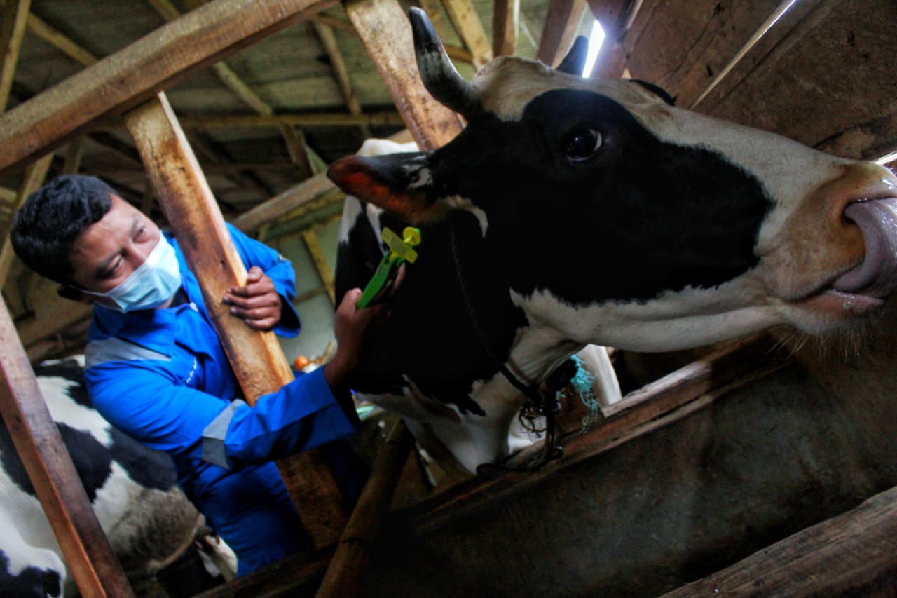 Pemberian Vaksinasi PMK kepada hewan ternak untuk meminimalisir penularan PMK. Agar suplay susu ke Jabar kembali normal. Foto. Deni Jabar Ekspres.