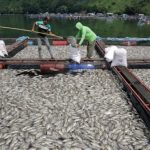 Puluhan ton ikan mati di Waduk Darma, Kuningan. (Istimewa)
