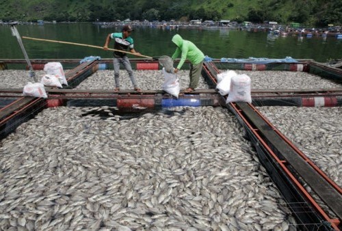 Puluhan ton ikan mati di Waduk Darma, Kuningan. (Istimewa)