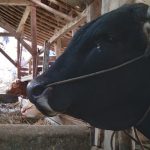 Peternakan sapi di Desa Pasirnanjung, Kecamatan Cimanggung, Kabupaten Sumedang. (Yanuar/Jabar Ekspres)