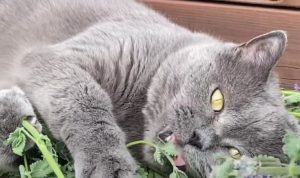 Mengapa Kucing Menyukai Tanaman Catnip? Simak Penjelasannya