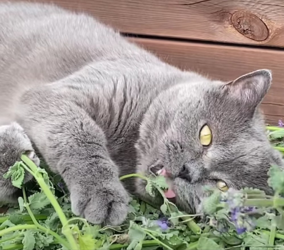 Mengapa Kucing Menyukai Tanaman Catnip? Simak Penjelasannya