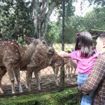 ILUSTRASI: Sepasang ayah dan anak tengah memberi makan rusa di Kebun Binatang Bandung. (Arvi/Jabar Ekspres)