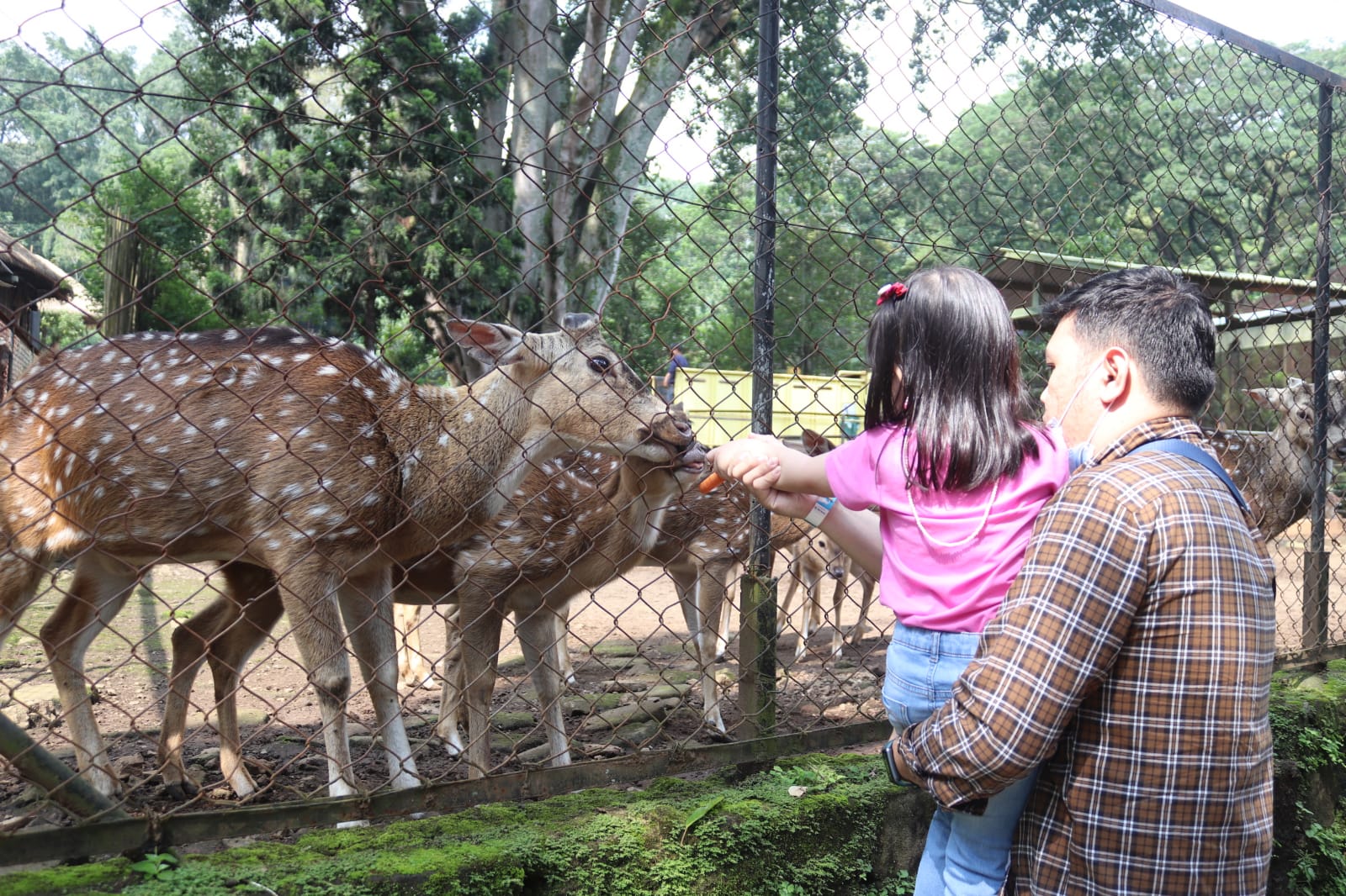 ILUSTRASI: Sepasang ayah dan anak tengah memberi makan rusa di Kebun Binatang Bandung. (Arvi/Jabar Ekspres)