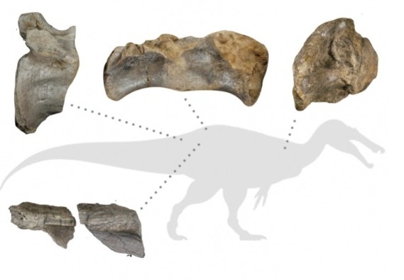 Diagram menunjukkan sisa-sisa fosil dinosaurus yang ditemukan di Isle of Wight [Barker et al/Handout via Reuters]