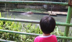 ILUSTRASI: Seorang anak sedang melihat salah satu satwa di Kebun Binatang Bandung. (Arvi/Jabar Ekspres)