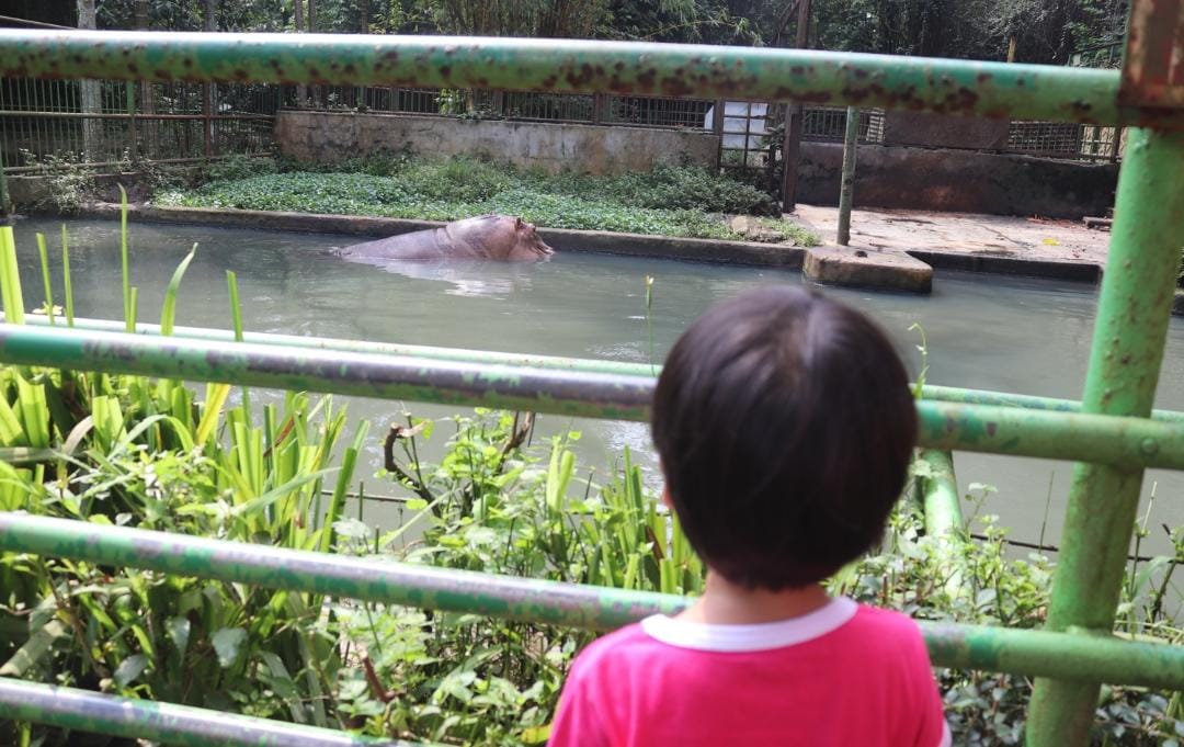 ILUSTRASI: Seorang anak sedang melihat salah satu satwa di Kebun Binatang Bandung. (Arvi/Jabar Ekspres)