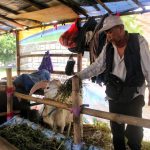 Pedagang Hewan Ternak Utang Herman (63) tengah memberi makan ternak miliknya di lokasi penjualannya di Jalan Soekarno Hatta, Kecamatan Cinambo, Kota Bandung, Kamis (23/6). (Deni Armansyah/Jabar Ekspres)