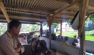 PETERNAK: Kondisi peternakan sapi di Cisurupan, Cibiru, Kota Bandung, Kamis (23/6). (Nizar/Jabar Ekspres)