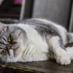 ILUSTRASI: Kucing gemuk. (Pixabay)