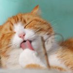 Wajib Tahu! Inilah 4 Jenis Vaksin untuk Kucing Kesayanganmu