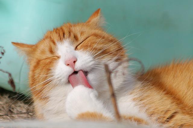 Wajib Tahu! Inilah 4 Jenis Vaksin untuk Kucing Kesayanganmu