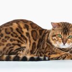 5 Ras Kucing Termahal di Dunia, Harganya Ada yang Mencapai 1 Miliar