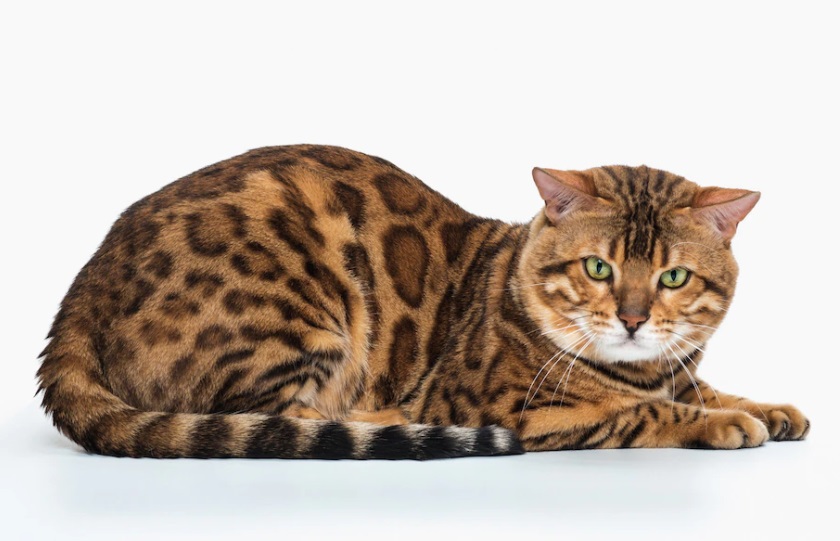 5 Ras Kucing Termahal di Dunia, Harganya Ada yang Mencapai 1 Miliar