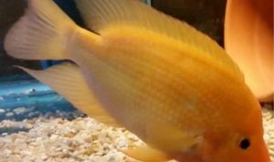 5 Fakta Menarik Ikan Red Devil, Hewan Cantik Tapi Mematikan