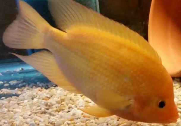 5 Fakta Menarik Ikan Red Devil, Hewan Cantik Tapi Mematikan
