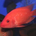 Apa Itu Ikan Red Devil? Ikan yang Meresahkan Nelayan Danau Toba