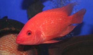 Apa Itu Ikan Red Devil? Ikan yang Meresahkan Nelayan Danau Toba