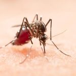 Benarkah Nyamuk Mengincar Orang Tertentu untuk Digigit? Ini Jawaban dr. Saddam Ismail