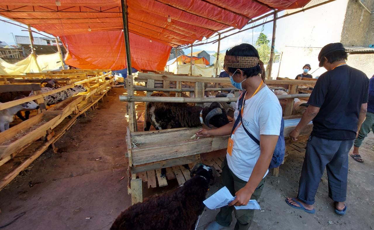Illustrasi pedagang ternak yang mengaku mengalami kenaikan omzet penjualan hewan kurban tahun ini. (Arvi/Jabar Ekspres)