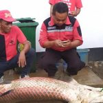 Warga Cipeujeuh Kabupaten Garut menemukan ikan Arapaima raksasa usai banjir surut akhir pekan kemarin.-Yana Taryana/Rakyat Garut-