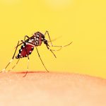 Ciri-ciri Nyamuk demam Berdarah, yang menyebabkan penyakit DBD. (pixabay)