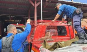 Damkar Evakuasi Dua Monyet Hepatitis yang Gigit Anak di Bekasi