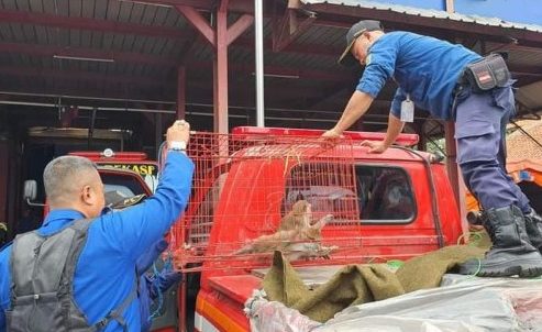Damkar Evakuasi Dua Monyet Hepatitis yang Gigit Anak di Bekasi