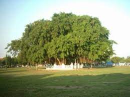 Pohon beringin yang tumbuh besar memberikan kesan angker, ditambah mitos yang berkembang membuat pohon ini memiliki aura mistis.