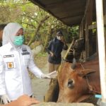 Wakil Walikota Palembang Fitrian Agustinda (Fitri) saat melakukan sidak bersama BPOM ke peternakan Nurul Farm di IB 1 Palembang. Dia ingin pastikan hewan kurban bebas PMK. (foto:septa/radar palembang)----