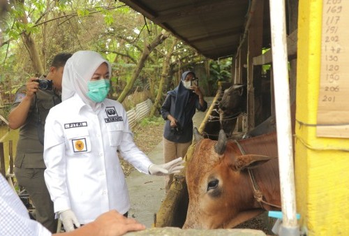 Wakil Walikota Palembang Fitrian Agustinda (Fitri) saat melakukan sidak bersama BPOM ke peternakan Nurul Farm di IB 1 Palembang. Dia ingin pastikan hewan kurban bebas PMK. (foto:septa/radar palembang)----