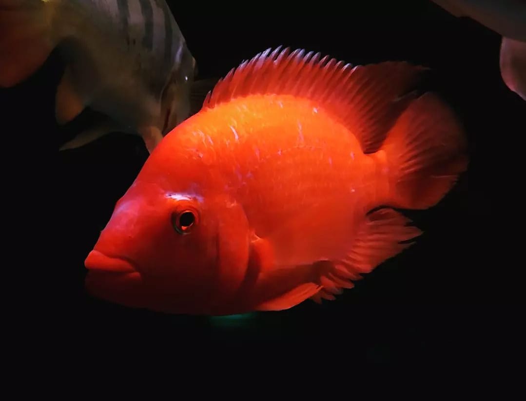 Wajib Tahu! Inilah Ikan Red Devil Danau Toba yang Digemari Pecinta Ikan Hias