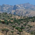 Menguak Misteri Pulau Socotra, Benarkah Pulau Dajjal? Ini Penjelasannya (gambar: metro.co.uk)