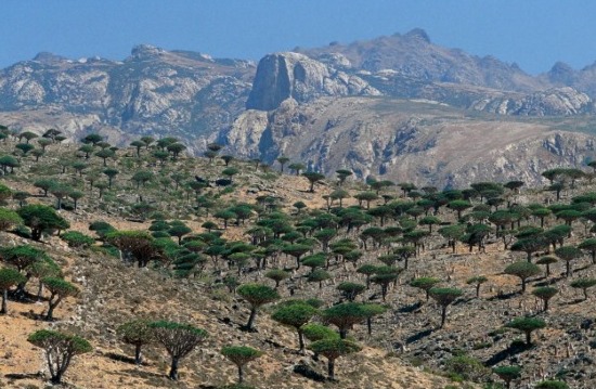 Menguak Misteri Pulau Socotra, Benarkah Pulau Dajjal? Ini Penjelasannya (gambar: metro.co.uk)