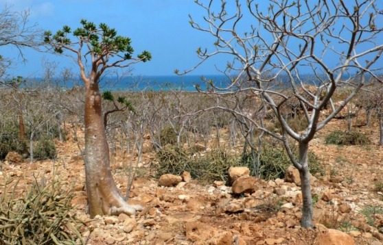 penampakan pulau Socotra (gambar: metro.co.uk)